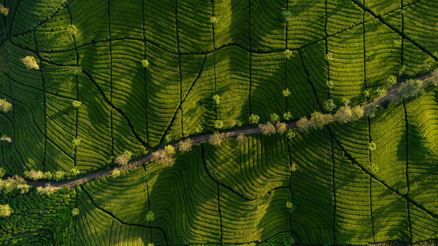 Aerial view of the Bedakah tea plantation with lush green bushes, undulating hills, and a winding dirt path cutting through the landscape in Kecamatan Kertek, Jawa Tengah, Indonesia.