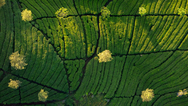 Aerial view of Bedakah tea plantation with lush green rows of tea bushes and scattered trees in Kecamatan Kertek, Jawa Tengah, Indonesia.