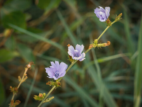 Delicate light purple chicory wildflowers blooming along a slender green stem in a natural meadow field background