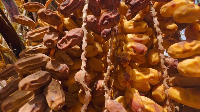 Fresh organic date palm fruits hanging on a tree branch in a sunny orchard plantation.
