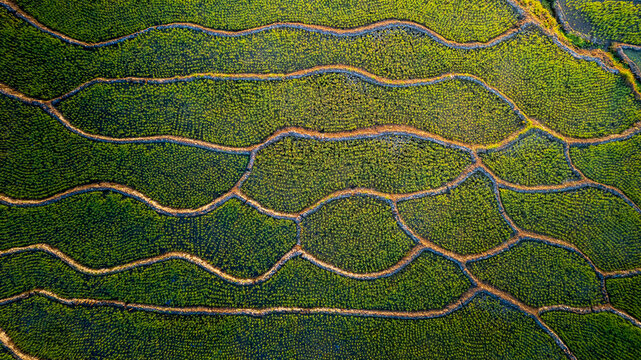 Aerial view of the intricate spider web rice terraces with lush green crops and earthen ridges in Bajawa, Nusa Tenggara Timur, Indonesia.