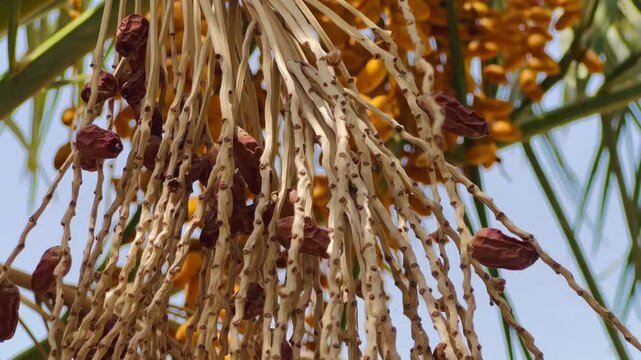 Ripe dates hanging on a palm tree branch, organic fruit harvest in a sunny orchard.