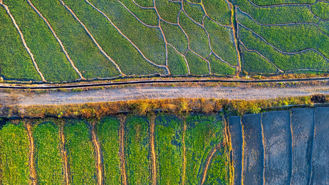 Aerial view of lush green rice terraces separated by irrigation channels and a dirt road in the golden hour light in Bajawa, Nusa Tenggara Timur, Indonesia.