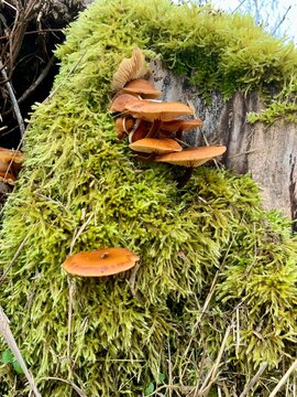 mushrooms in the forest