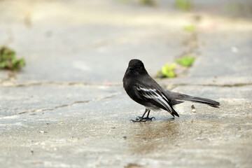 The black phoebe (Sayornis nigricans angustirostris) is a passerine bird in the tyrant-flycatcher family. This photo was taken in North Peru. © feathercollector
