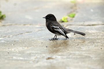 The black phoebe (Sayornis nigricans angustirostris) is a passerine bird in the tyrant-flycatcher family. This photo was taken in North Peru. © feathercollector