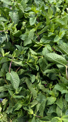 Fresh green mint leaves forming a natural herb background © Катерина Котелевич