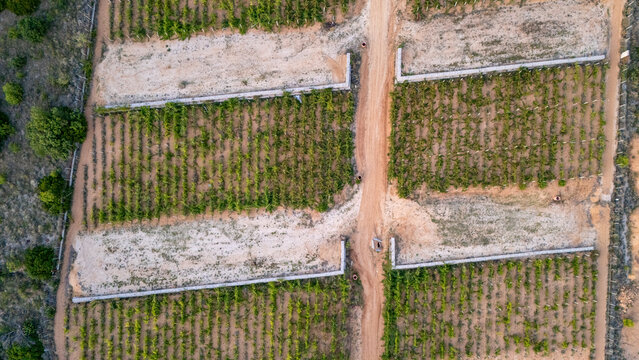 Aerial view of rows of grapevines separated by stone walls and a dirt path in the countryside of Rab, Primorje-Gorski Kotar, Croatia.