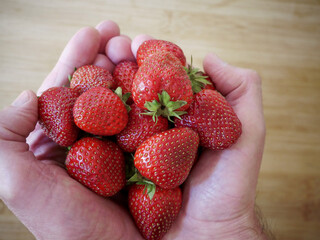 Fresh Ripe Strawberries Held in Two Hands © Olena Netkach