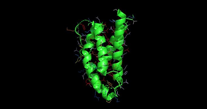 Human Interleukin-2, IL-2 key cytokine signaling protein regulating immune system activation and T-cell proliferation, 3D molecule 4K spinning