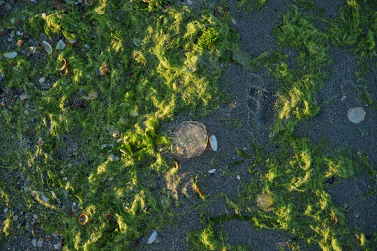 Green seaweed covering wet sandy shoreline, natural marine vegetation on a coastal beach.