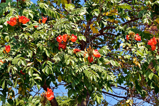 African tuliptree flowers (Spathodea campanulata), Rio de Janeiro, Brazil