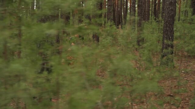 Eye-level moving view through dense pine woodland where tall trunks frame young saplings, leaf litter, and undergrowth; subtle lateral motion creates soft blur, depth, and quiet natural atmosphere