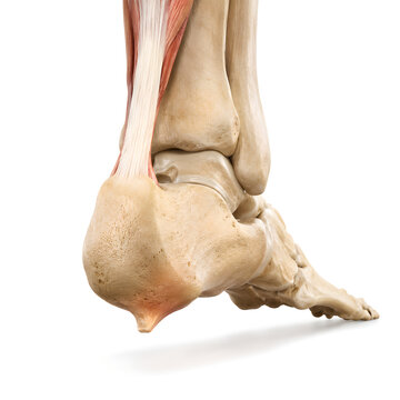 Heel Spur Calcaneal Outgrowth Medical 3D Anatomy Render of Isolated Human Heel with Realistic Bone and Soft Tissue Detail for Healthcare, Radiology, Medical Education, and Patient Education Design