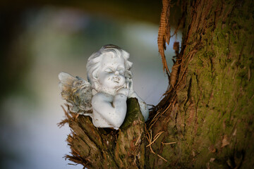 Naklejka premium A small sleeping angel figurine nestled in the trunk of a tree at the historical Melaten Cemetery in Cologne, creating a peaceful mood.