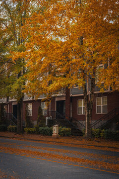 Vertical autumn streetscape featuring charming brick townhouses framed by mature trees with vibrant orange foliage. Fallen leaves cover the street, creating a peaceful residential vibe
