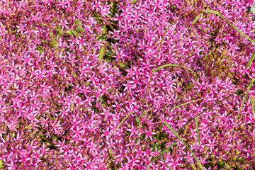 Fototapeta premium Vibrant pink flowers densely cover the ground in a natural setting, showcasing delicate petals and green grass interspersed among the blossoms