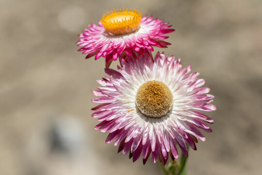 Pink and white strawflowers blooming in summer garden