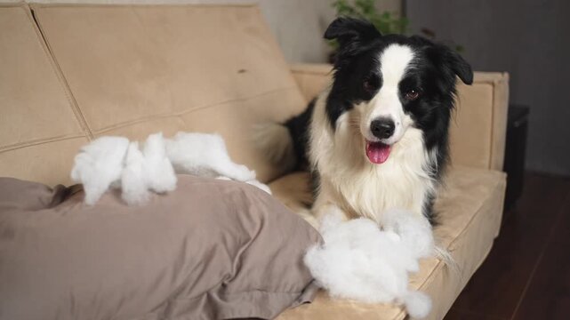 Naughty playful puppy dog border collie after mischief biting pillow lying on couch at home. Guilty dog and destroyed living room. Damage messy home and puppy with funny guilty look
