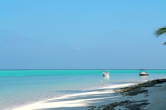 Grey Heron And Wooden Boat In Maldives