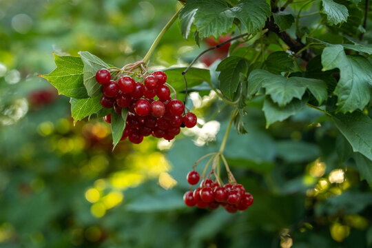 Clusters of red berries viburnum are visible on branches in a garden. The sunlight shines on the green leaves surrounding the berries. The scene shows nature during a warm day