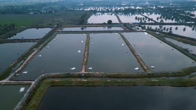 Aerial view of a large aquaculture shrimp farm with ponds in Andhra Pradesh, India.