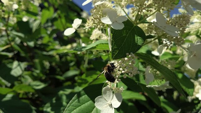 slow motion low angle bee on white flowers