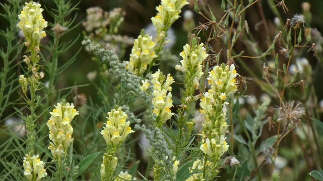 Small honeybee (Apis mellifera) foraging on yellow toadflax (Linaria vulgaris) in wild meadow, medium shot, soft light. Pollination and Harmony.