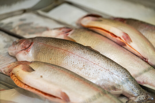 Fresh whole fish arranged in a market display. Seafood selection representing fishing, food supply, culinary preparation