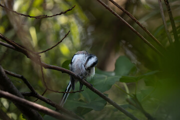 Long-tailed tit perched on a tree branch near the Neretva River, gently preening its feathers in soft natural light © Amar