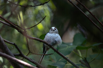 Long-tailed tit perched on a tree branch near the Neretva River © Amar