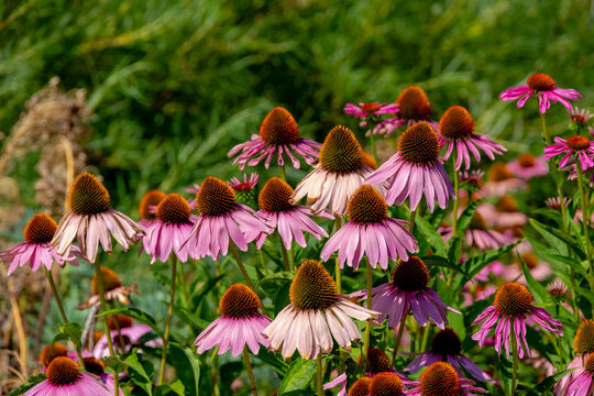Selective focus of purple pink flowers with green leaves in the garden, Echinacea commonly called coneflowers is a genus of herbaceous flowering plants in the daisy family, Natural floral background.