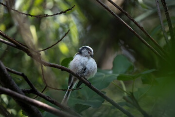 Long-tailed tit perched quietly on a tree branch by the Neretva River, surrounded by the calm riverside atmosphere © Amar