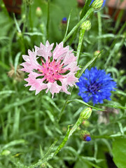 Fototapeta premium Close-up of a delicate pink cornflower covered with fresh water droplets, with a vibrant blue cornflower and green foliage in the background