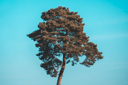 Selective focus of pine tree with green needles leaves, Conifer tree or shrub in the genus Pinus of the family Pinaceae, Pinus is the sole genus in the subfamily Pinaceae, Natural greenery background.