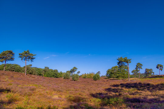 Purple flowers Calluna vulgaris (Heather, Ling) The sole species in genus of Calluna, Ericaceae family, De Cokse Heide in Afferden village, North Limburg, Lies about southeast of Nijmegen, Netherlands