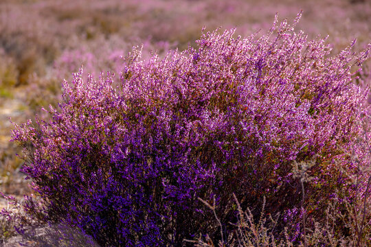 Selective focus bush of wild purple flowers Calluna vulgaris (heath, heide, ling or simply heather) is the sole species in the genus Calluna in the flowering plant family Ericaceae, Natural background