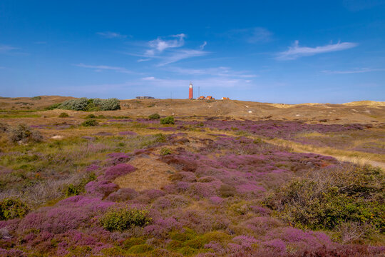 Purple flowers Calluna vulgaris (Heide, Heather, Ling) The sole species in genus of Calluna, Ericaceae family, The Eierland Lighthouse red tower, De Cocksdorp, North Holland, Texel Island, Netherlands