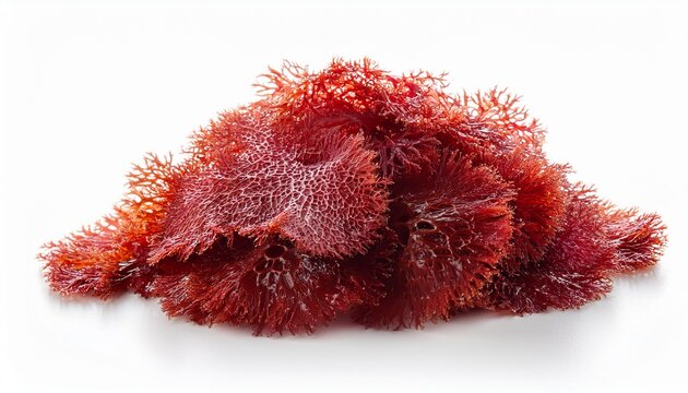 red algae on white background