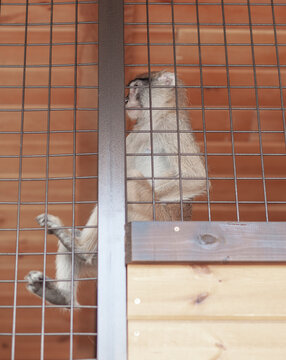 Monkey climbs on metal bars within an enclosure, surrounded by wooden walls, highlighting its agility and natural behavior in a zoo environment
