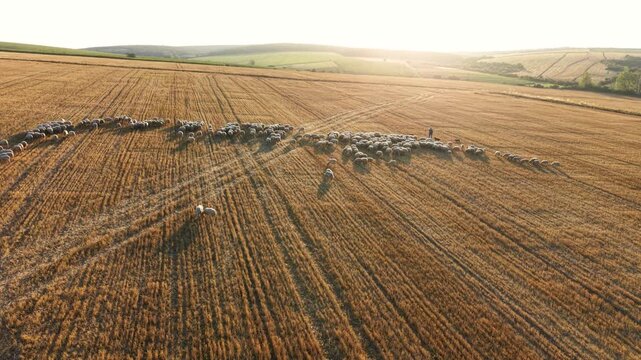 Orbiting a grazing sheep flock across sunlit stubble rows