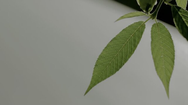 Compound green leaves showing intricate vein structure.