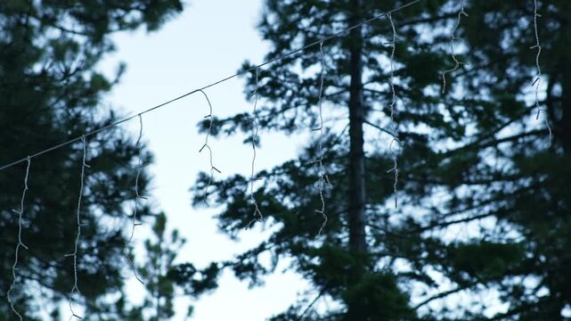 Unlit string lights hang between pine trees at forest campsite, creating a rustic outdoor decoration against blurred evergreen branches and pale evening sky