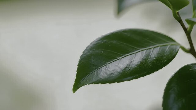 Glossy green leaf on a thin woody stem.