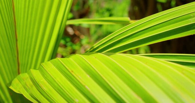 Close up of bright green palm leaf texture in tropical forest of Nusa Penida Island Bali