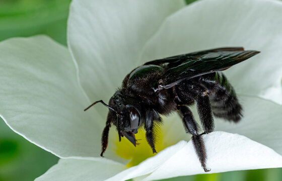 Giant carpenter bee of the genus Xylocopa on a white flower.