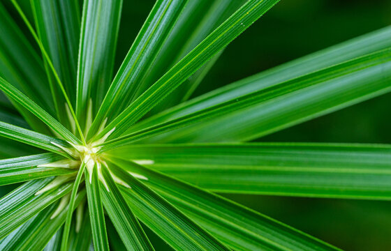 Cyperus plants grows, pond papyrus palms