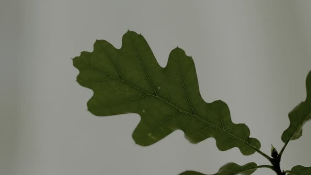 Single green oak leaf against neutral background.