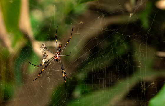 Female golden silk orb-weaver spider and her hunt in the spider web