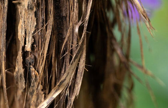 Close Up of Rough Tree Bark with Natural Texture.